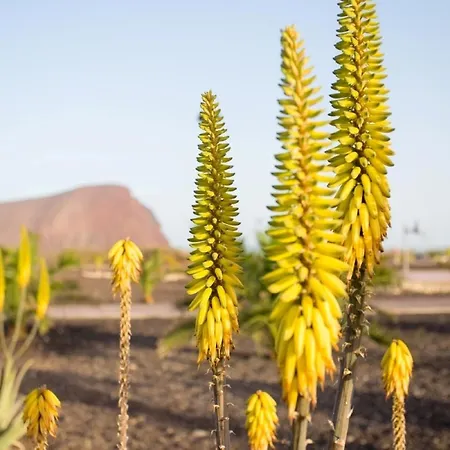 فيستا روجا *